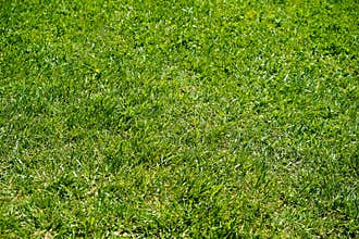 Green grass nature background, natural texture of plant in close-up