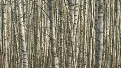 Birch Grove In Spring. Young Birch With Buds In Spring. Spring Scene With Birch Buds. Birch Trees Swaying In Wind