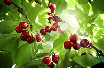 Cherry tree
