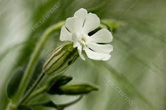 Silene latifolia Poir., White candleflower in a green environment, after 6 pm, in Hungary.
