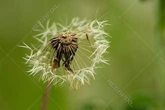 Taraxacum rubicundum (Dahlst.) Dahlst., Dandelion in the open state, taken after 6 p.m. in Szirák in April.