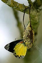 Metamorphosis