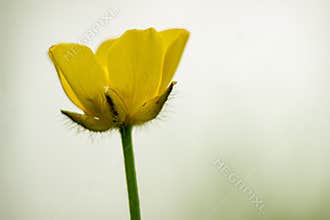 Ranunculus acris L. Meadow buttercup in front of a white background. After 6 pm on the garden walk, taken in Hungary.