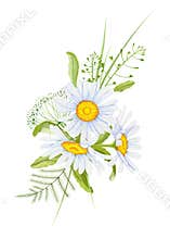 Watercolor chamomile flowers. Decorative element for a greeting card. Watercolor daisy flowers