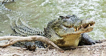 Saltwater Crocodile in Australia