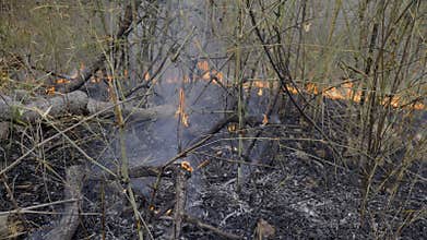 Ecology damage after burning tropical forest caused by human