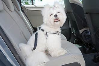 Dog safe in the car