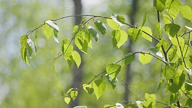 Flower branch forest grass beautiful blossom spring sun wind slow motion