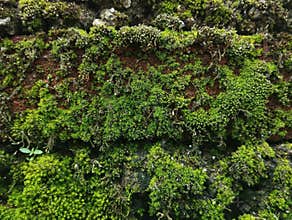 Wall texture with moss pattern for abstrack background or 3D rendering