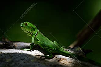 Juvenile green iguana