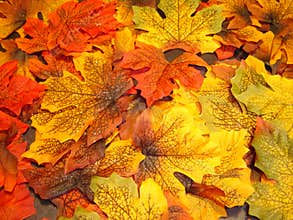 Fall