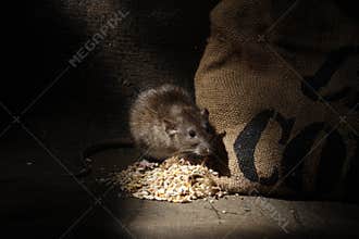 Brown rat, Rattus norvegicus