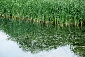Reed pond in summer wetland .