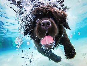 A cute Newfoundland swims in the underwater, laughing and sticking out its tongue with bobbles. The background is blue