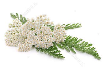 Yarrow herb