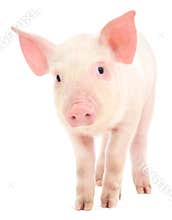 Pig on white