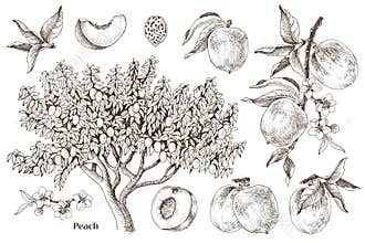 Peaches hand drawn vector set