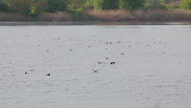 Many river gulls hunt fish in lakes, rivers, and canals. Seagulls fly over the water. Seagulls gracefully glide