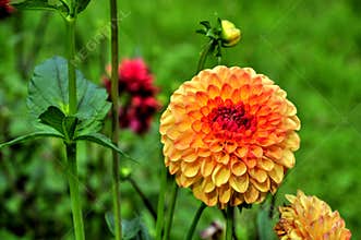 Orange Dahlia
