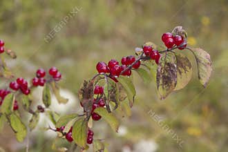 Bright red honeysuckle berries, close-up