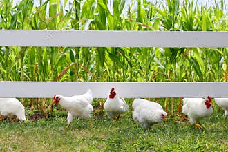 Chickens and Roosters Running Under Fence