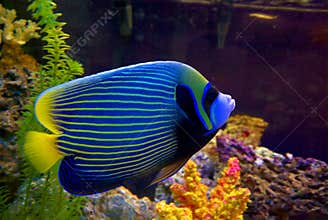 Angelfish