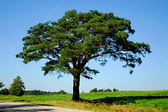 Pine tree by the road