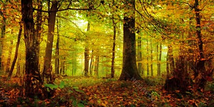 Enchanted Forest