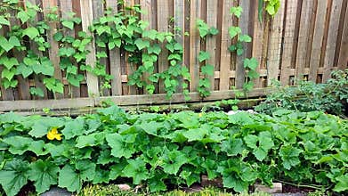 Panoramic view of the vegetable garden