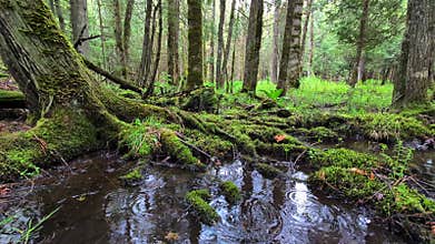 Ottawa National Forest Landscape