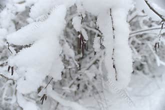 Tree branches hiding in the snow. Russian winter forest close-up