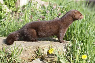 American mink, Mustela vison