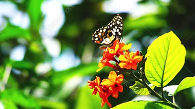 Beautiful colorful Lime Swallowtail Butterfly and Scarlet Cordia flower.