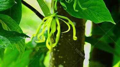 Closeup view of green single growing Ylang-Ylang flower.