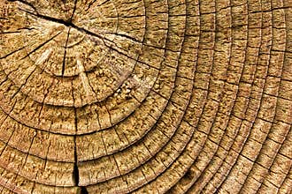Wooden Texture