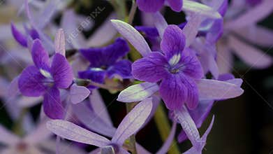 Closeup view of blooming Purple Wreath flowers.
