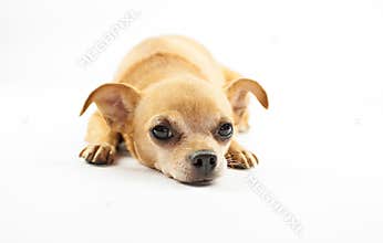 Chihuahua dog