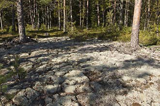 A white moss-covered clearing in a pine forest