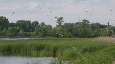 Many river gulls hunt fish in lakes, rivers, and canals. Seagulls fly over the water. Seagulls gracefully glide