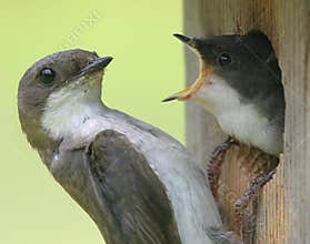 Two Birds - Feed Me!