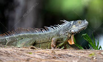 Close up of a Florida Iguana.