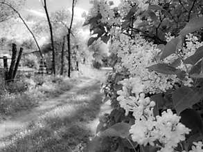 white lilac blooms in the city in spring