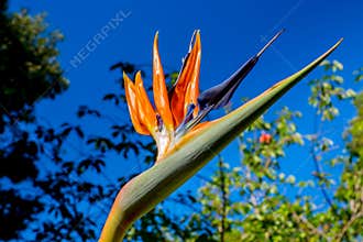 Bird of Paradise in the sun