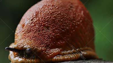 Spanish slug snail crawling