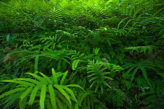 Ferns leaves green foliage tropical background. Rain forest