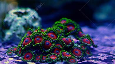red-green zoanthus, small polyp on coquina live rock, fluorescent soft coral tentacle in laminar flow, nano reef marine aquarium