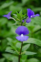 Butterfly pea flower