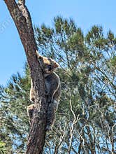Koala resident of the Sydney Zoo