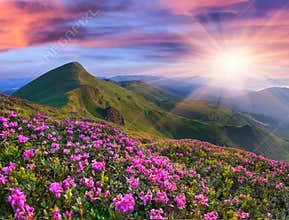 Magic pink rhododendron flowers in the mountains