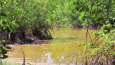 Tropical mangrove jungle river pond lake in Mexico